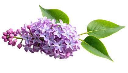 Close Up of Lilac Flowers with Green Leaves Isolated on Black Background with Transparent Background