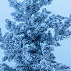 Landscape, trees, snow, kar, travel, forest, road, river, stream.