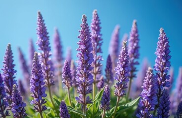 Fototapeta premium Purple Cleveland sage blooms against clear blue sky. Close up of Salvia clevelandii aromatic species with blue-violet petals. Focus on purple flower spikes in spring on sunny botanical garden