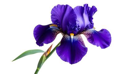 Close Up Purple Iris Flower Isolated Against Black Background with Green Stem and Leaf Showing Detailed Petals