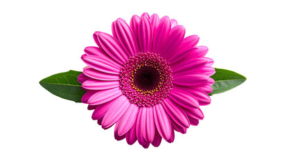 Close Up Shot of a Pink Gerbera Daisy with Green Leaves Isolated Against a Black Background