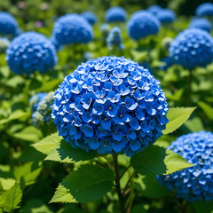 A vibrant macro shot captures the detail of blue hydrangea flowers and purple grape hyacinth blossoms blooming in a spring garden against a lush green grass background