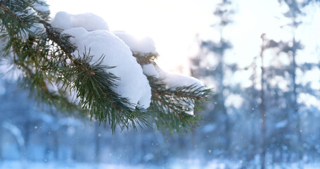 Beautiful snowy pine tree branch close up, nature background. winter forest landscape. cold temperature, frosty weather. Christmas, new year holidays vibes, fairytale atmosphere concept. copy space