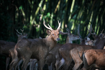 red deer stag