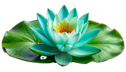 Vibrant Teal Water Lily with Yellow Center on Green Leaves against Black Background