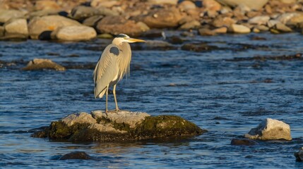 Heron standing on rocky shoreline