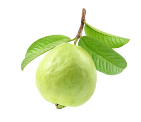 Guava fruit with leaf  isolated on white.