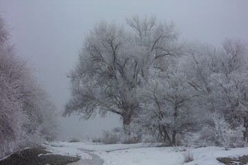 Landscape, trees, snow, kar, travel, forest, road, river, stream.