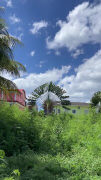 Tropical Suburban Landscape with Traveler Palm Tree and Blue Cloudy Sky Video Nature Mauritius