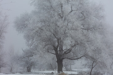 Landscape, trees, snow, kar, travel, forest, road, river, stream.