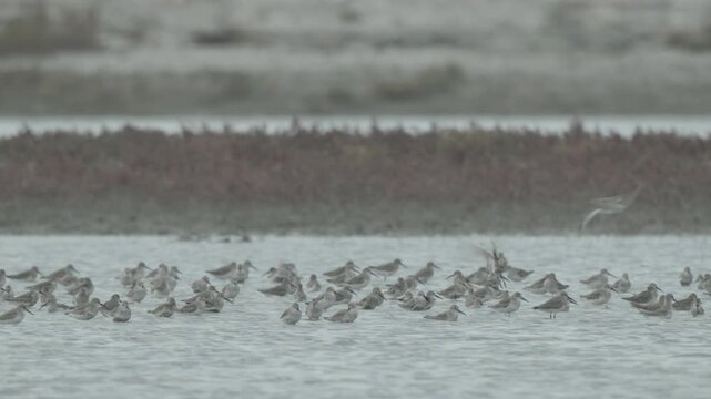 Flock of migratory Dunlin birds resting on a coastal wetland island on the West Coast of South Korea