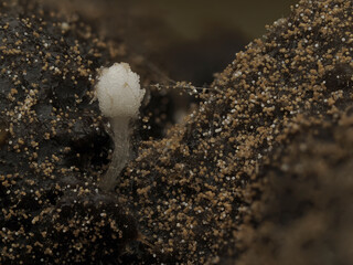 Pilze auf Rehdung, Dungpilze, koprophile Pilze
