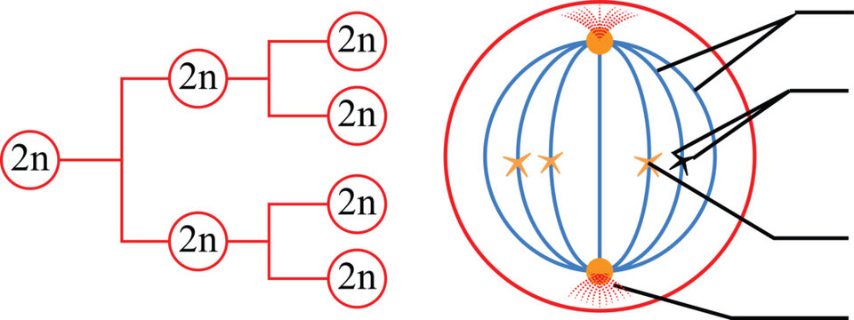 Mitosis cell division 2n diagram showing biological cell multiplication process