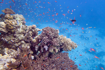 Colorful, picturesque coral reef at the bottom of tropical sea, hard corals and fish anthias, underwater landscape