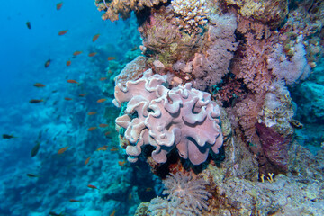 Coral reef ecosystem with Leather coral and diverse colorful coral formations and fish anthias in clean tropical water