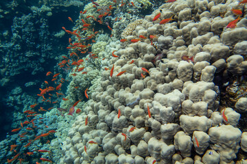 Picturesque, full of vivid colors coral reef with various coral types and small anthias fish, scenic landscape