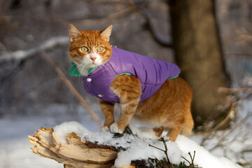 An orange cat stands on a snowy branch in the forest, wearing a purple jacket.
