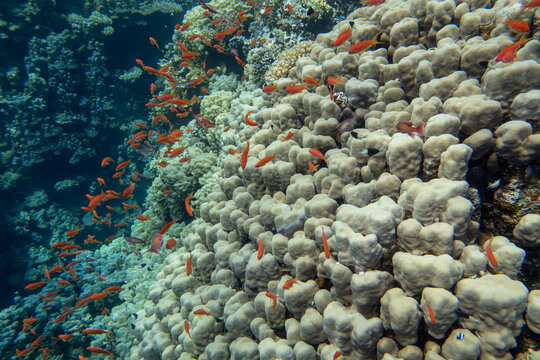 Picturesque, full of vivid colors coral reef with various coral types and small anthias fish, scenic landscape