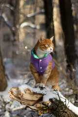 An orange and white cat perched on a snow-covered fallen tree in a forest, wearing a purple and teal winter jacket. 