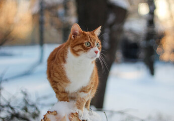 Ginger and white cat perched on a snow-covered branch in a serene winter forest