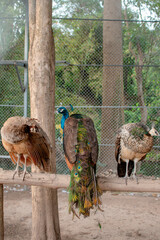 Obraz premium Close-up shot of a peacock showcasing its vibrant feathers in stunning detail and natural light