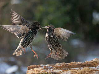 Star, Sturnus vulgaris