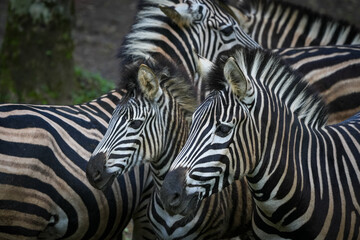 zebra in zoo