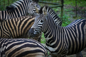 zebra close up