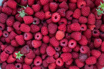 Freshly picked raspberries on a white background ready for summer desserts and healthy snacking in a garden setting