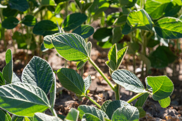Soybean field thriving under bright sunlight showcasing lush green leaves and healthy plants in early summer growth stage near agricultural land