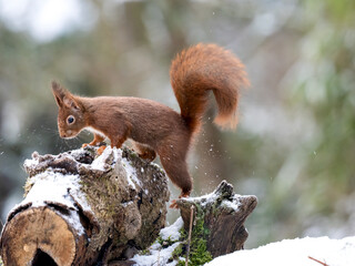 Eurasisches Eichh&ouml;rnchen, Eichh&ouml;rnchen, Sciurus vulgaris
