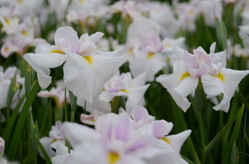 【奈良】県営馬見丘陵に咲く花菖蒲