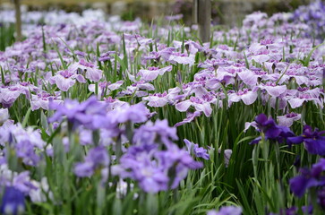【奈良】県営馬見丘陵に咲く花菖蒲