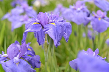 【奈良】県営馬見丘陵に咲く花菖蒲