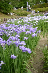 【奈良】県営馬見丘陵に咲く花菖蒲