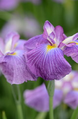 【奈良】県営馬見丘陵に咲く花菖蒲