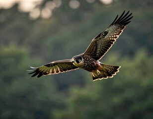 Fototapeta premium Bird Soaring Over Sunlit Lush Green Forest Hillside