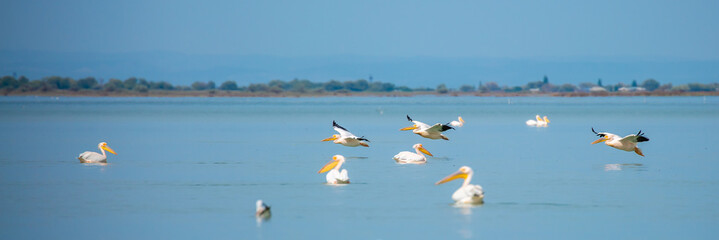 A flock of pelican birds walks along the blue lake of Cyprus. Flying pelicans in the blue sky. Waterfowl at the nesting site.
