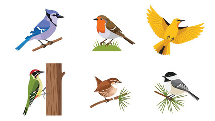 Obraz premium Collection of six distinct cartoon style wild birds including a blue jay robin oriole woodpecker wren and chickadee illustration set