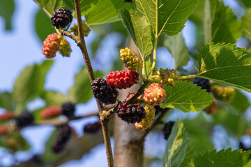 Black mulberry fruit tree displaying ripe black berries and colorful varieties during a sunny day in late summer