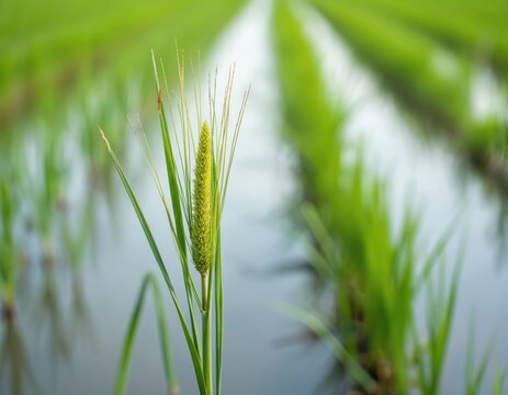 Close up shot of nut grass in paddy field. Green foliage of Cyperus esculentus plant in waterlogged soil. Agriculture and sustainable eco food production background.