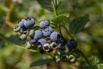 Highbush blueberry shrub bearing large blue berries under sunlight in a lush garden setting showcasing fruitful harvest season in mid-summer