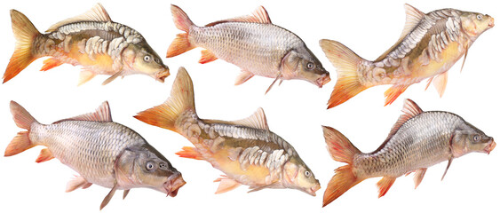 Collection of fish carp isolated