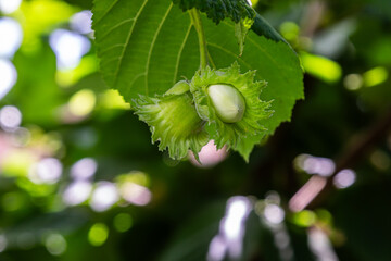 Close-up view of hazelnut cluster on a branch during warm summer afternoon in an orchard surrounded by vibrant green foliage