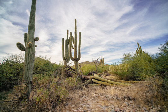 Saguaro cactus in rugged desert landscape