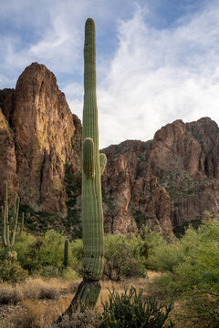 Saguaro cactus in rugged mountainous landscape vertical