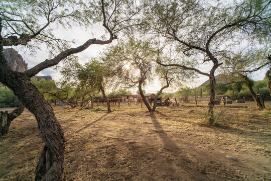 Distant horse paddock lined with spindly trees and desert