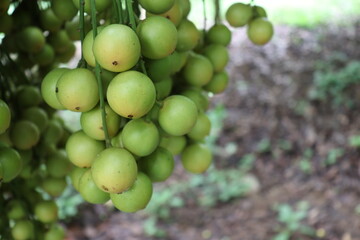 Tasty Baccaurea motleyana on Tree