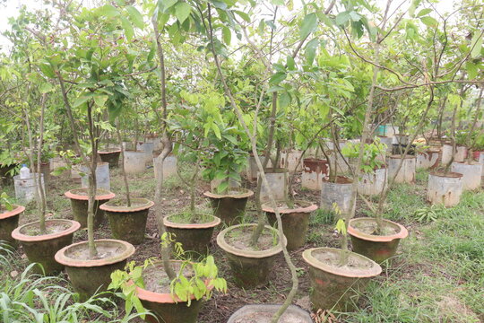 Baccaurea motleyana fruit plant on farm