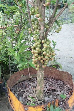 Baccaurea motleyana fruit on tree in farm